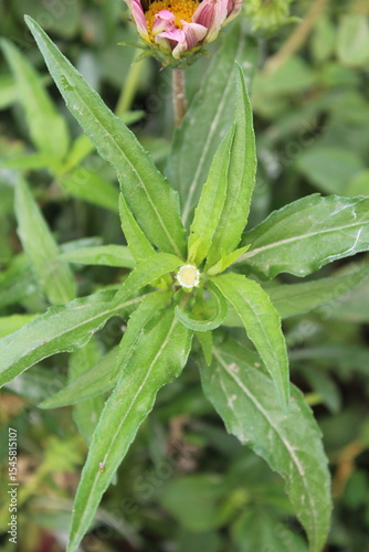 False daisy, Eclipta prostrata or the Bhringraj green plant and white flower 