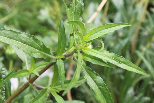 False daisy, Eclipta prostrata or the Bhringraj green plant and white flower 