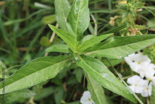 False daisy, Eclipta prostrata or the Bhringraj green plant and white flower 