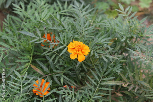 Tagetes erecta or Marigold yellow flowers and green plant 