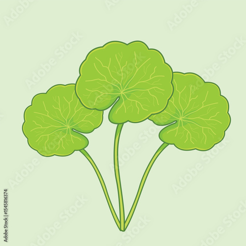 Detailed Hand Drawn of Centella Asiatica Plant