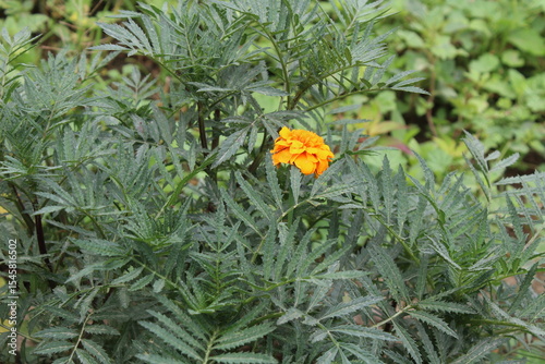 Tagetes erecta or Marigold yellow flowers and green plant 