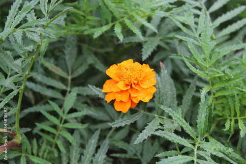 Tagetes erecta or Marigold yellow flowers and green plant 