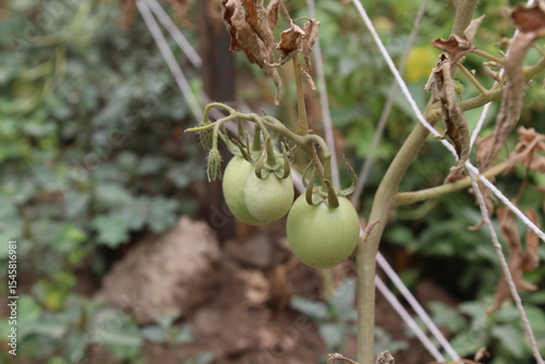 Lycopersicon or Tomato green fresh vegetables 
