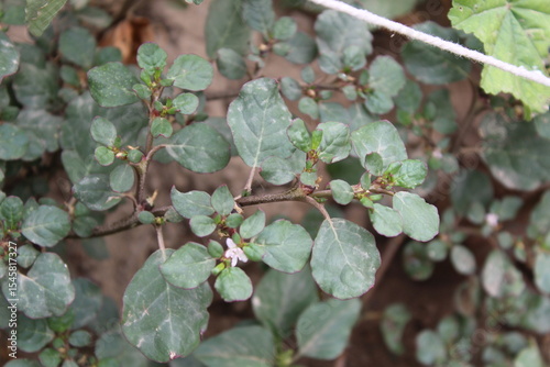 Trianthema portulacastrum, desert horsepurslane or black pigweed green plant 