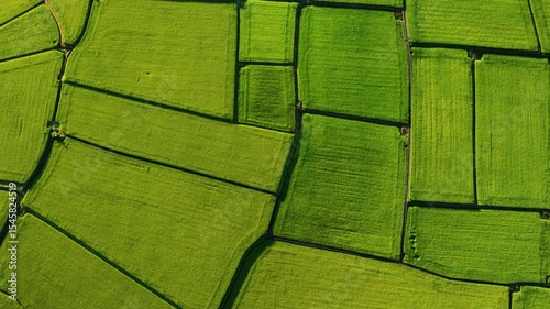 Aerial view of Beautiful rice fields and road, Taiwan