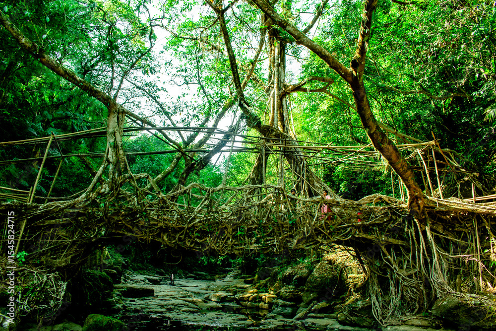 natural roots brigde in meghalaya natural roots brigde in meghalaya