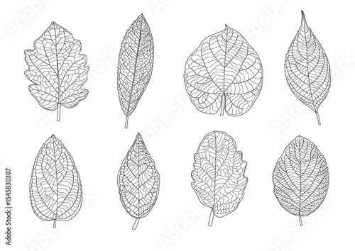 Leaves line single leaf and leaf pattern black bring to color decorate on white background illustration  vector