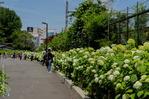 飛鳥の小径：紫陽花