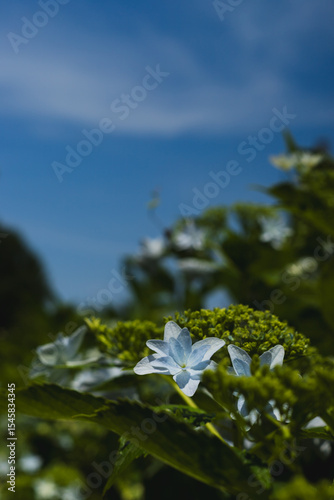 飛鳥の小径：紫陽花と空