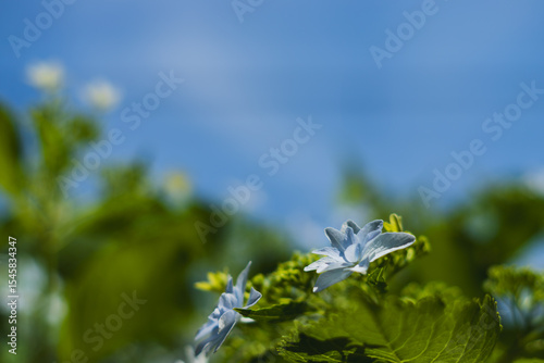 飛鳥の小径：紫陽花