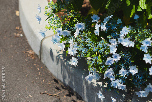 道端の花