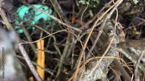 Closeup of tangled twigs branches and a blue object in nature
