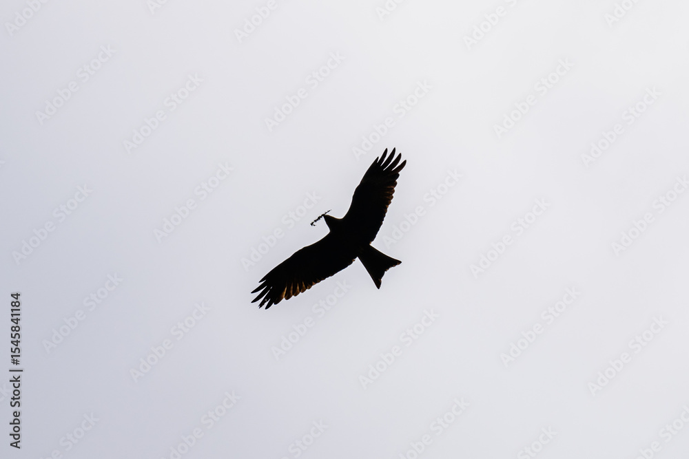Fototapeta premium Tawny eagle (Aquila rapax) soaring in sky at the Serengeti national park, Tanzania