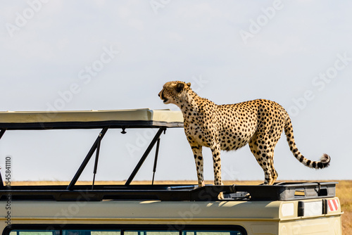 Young cheetah (Acinonyx jubatus) on roof of safari suv at the Serengeti national park, Tanzania. Wildlife photo
