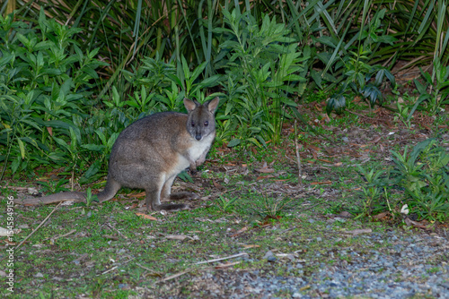Red-necked pademelon