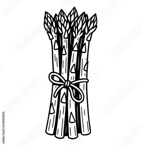 Bundle of asparagus tied with ribbon in black and white illustration.