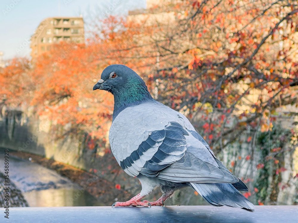 Fototapeta premium 神田川12月：紅葉と鳩 2024/12/2