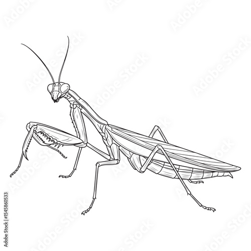 Praying Mantis Line Art Insect Drawing Black White