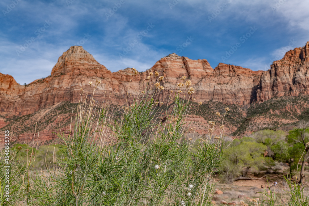 Ericameria nauseosa (formerly Chrysothamnus nauseosus), chamisa, rubber rabbitbrush, and gray rabbitbrush. Zion National Park, Utah Ericameria nauseosa (formerly Chrysothamnus nauseosus), chamisa, rubber rabbitbrush, and gray rabbitbrush. Zion National Park, Utah