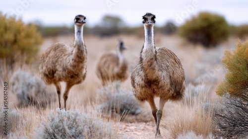 Emus walking in dry Australian outback scrub
