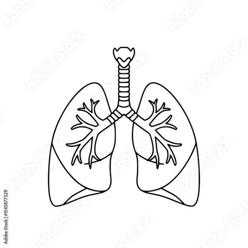 Isolated vector line drawing of lungs on transparent background