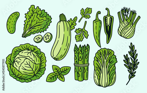 cabbage vegetables vector illustrations asparagus collections group set