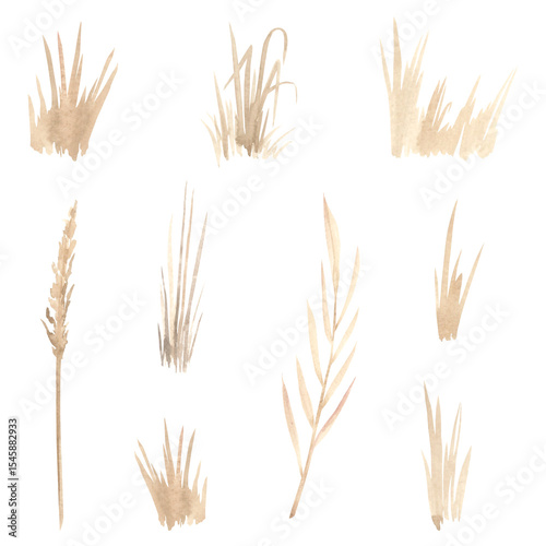 Various types of dried plants and grass. Hand drawn watercolor illustration of botanical autumn branches and herbs in pastel colors on isolated background. Elegant drawing of dry reeds boho style.