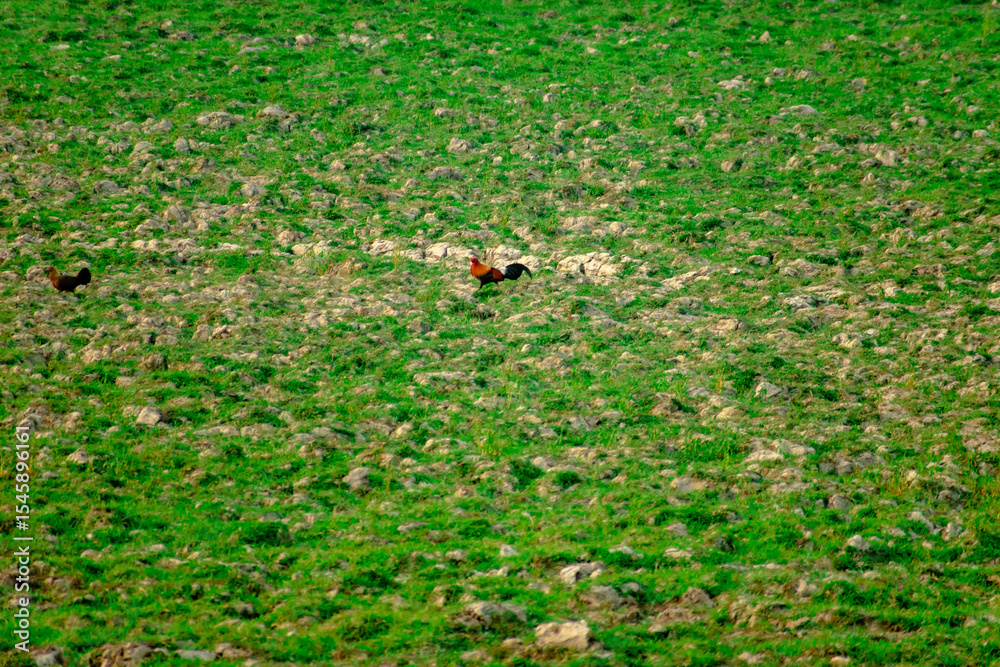 Obraz premium HARIDWAR ANIMALS NATURE