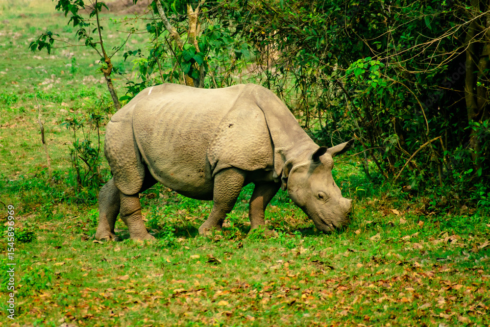 Fototapeta premium rhino in the grass