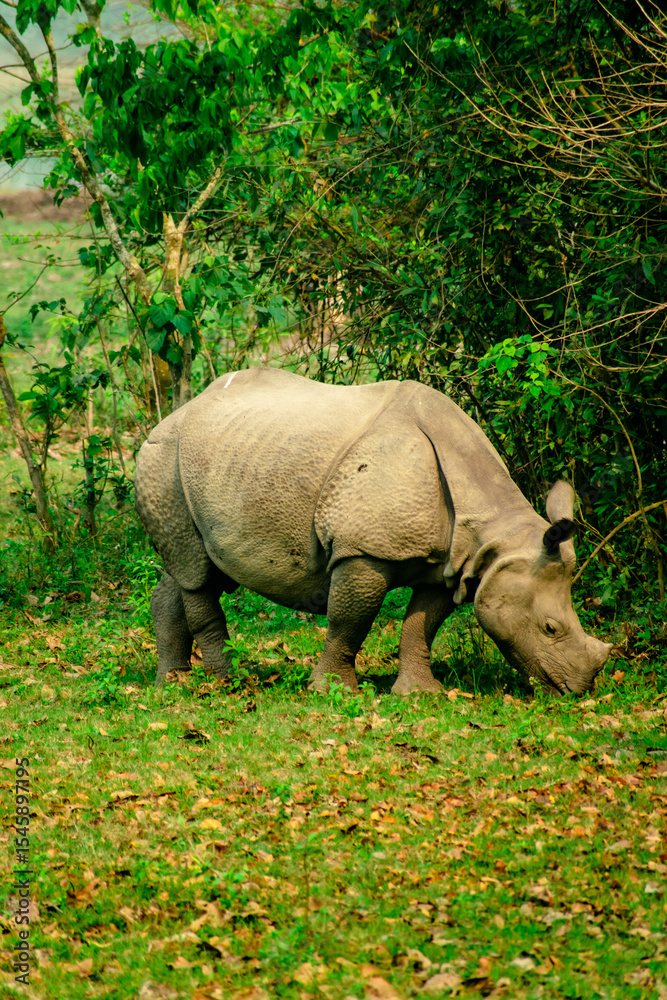 Naklejka premium rhino in the grass