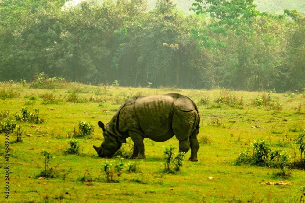 Fototapeta premium rhino in the grass