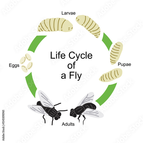 Educational vector illustration showing the life cycle of a fly. This diagram includes the four main stages: eggs, larvae (maggots), pupae, and adult flies. Perfect for biology learning materials