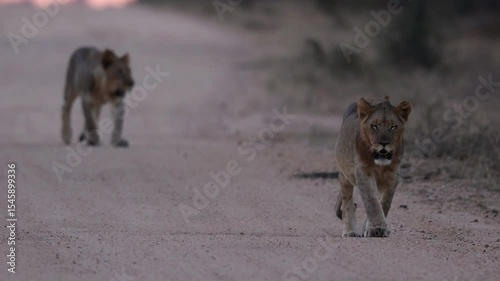  Male lion youngster walking down the road at sunset