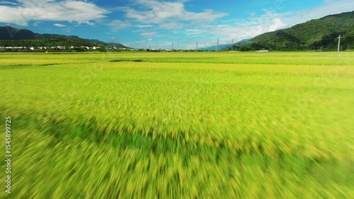 Aerial view of Beautiful rice fields