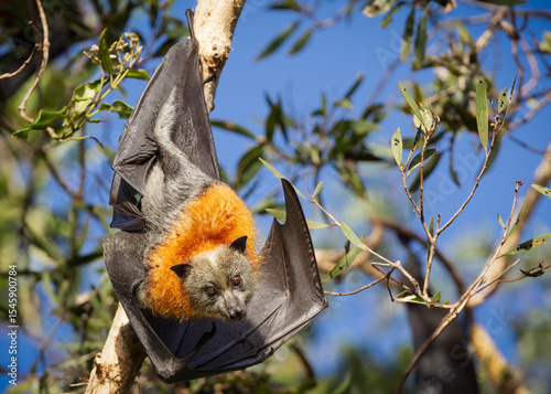 A Grey-headed Flying Fox, a large fruit eating bat, hangs upside down in the Varsity Lakes Wetlands, Gold Coast, Queensland, Australia, its vibrant orange fur glowing in the sunlight.