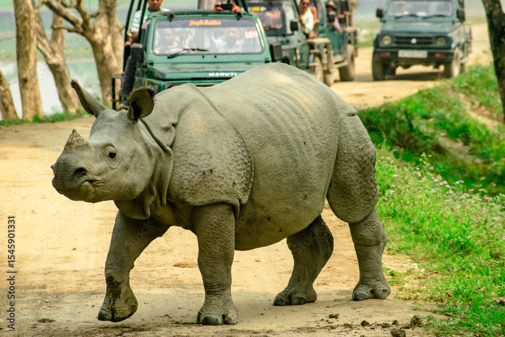 Fototapeta premium rhino in the grass