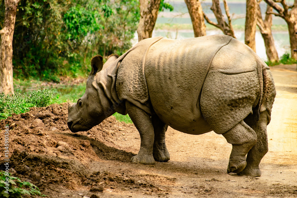 Obraz premium rhino in the zoo