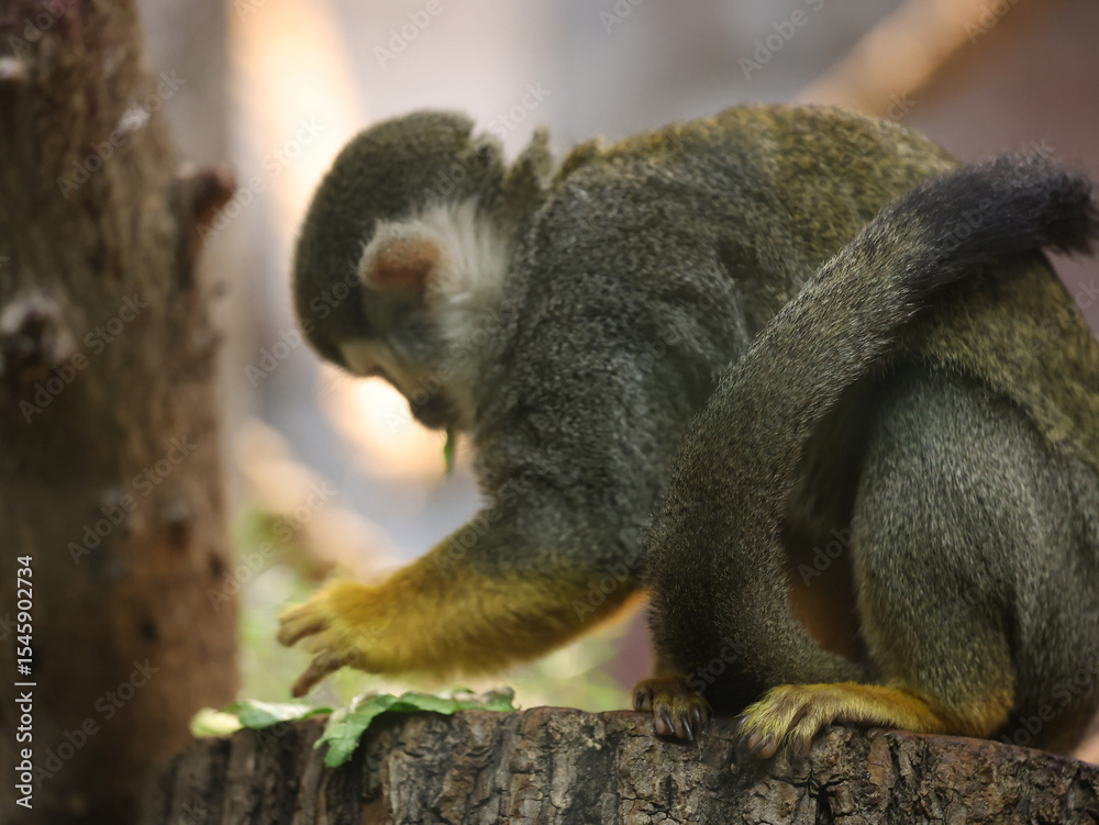 Fototapeta premium Monkey in zoo. Central American squirrel monkey.