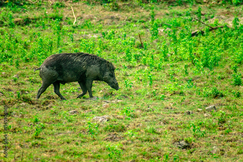 HARIDWAR ANIMALS NATURE