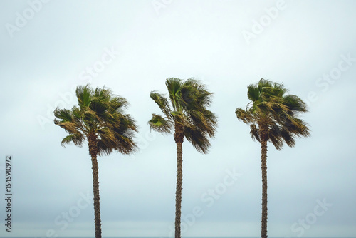 Three palm trees swaying in the wind ocean view