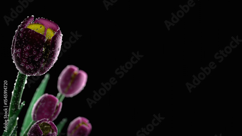 Dense water droplet on pink tulip petal with dark background (3D Rendering)