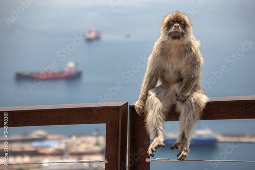 Furry Portrait of Barbary Macaque in Gibraltar. Monkey Sits on Handrail Outside during Sunny Day.