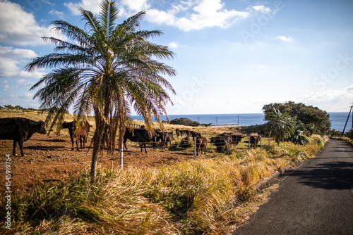 Sunset at Asahi Ranch in Yakushima, Kagoshima Prefecture, Japan