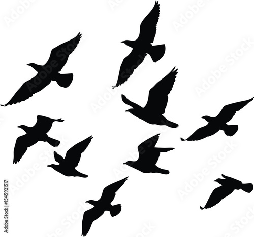 Extensive Black White Birds Silhouette Set Vector