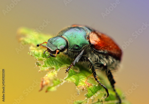 Phyllopertha horticola on a leaf