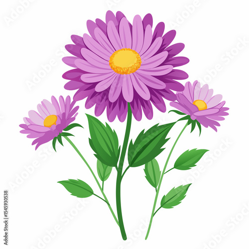 pink and white chrysanthemum