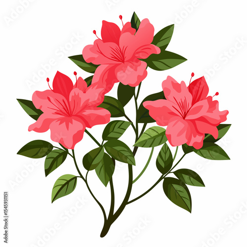 red flower isolated on white