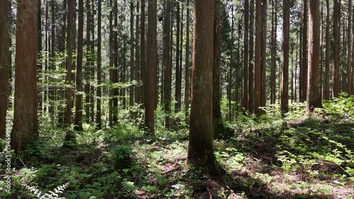 Wallpaper Mural 山と森林　杉の木　移動撮影　5月　イメージ Torontodigital.ca