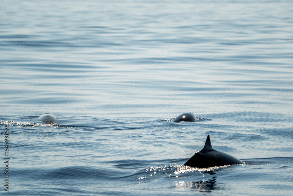 Naklejka premium mother and calf Cuvier's Beaked whale in Ligurian Sea, Italy